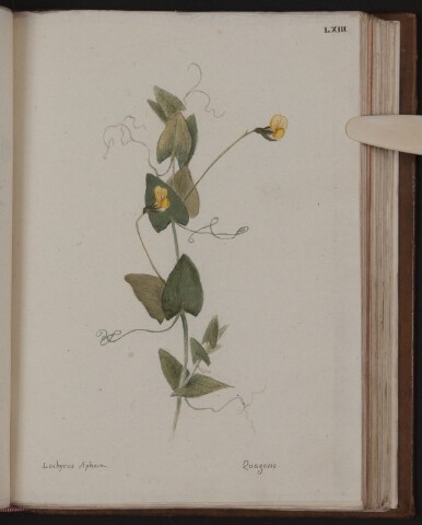 Anteprima dell'oggetto