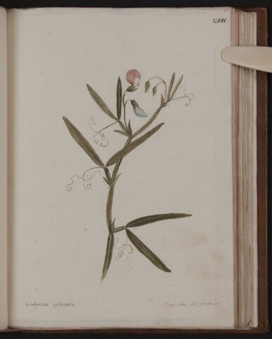 Anteprima dell'oggetto