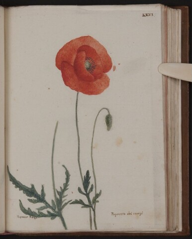 Anteprima dell'oggetto