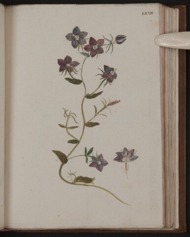 Anteprima dell'oggetto