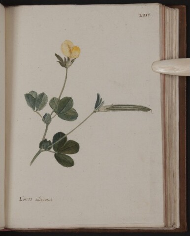 Anteprima dell'oggetto