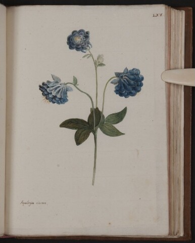 Anteprima dell'oggetto