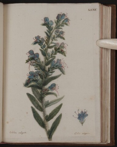 Anteprima dell'oggetto