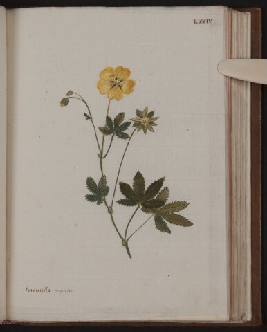 Anteprima dell'oggetto