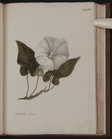 Anteprima dell'oggetto