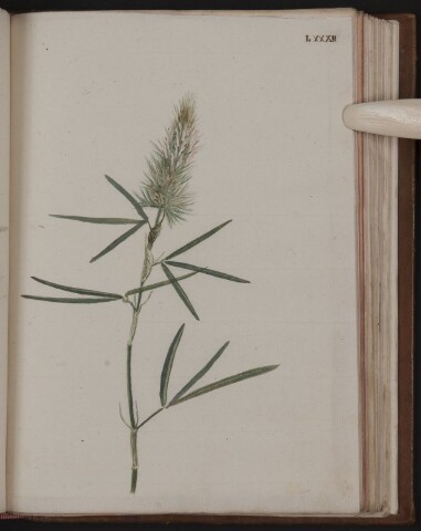 Anteprima dell'oggetto