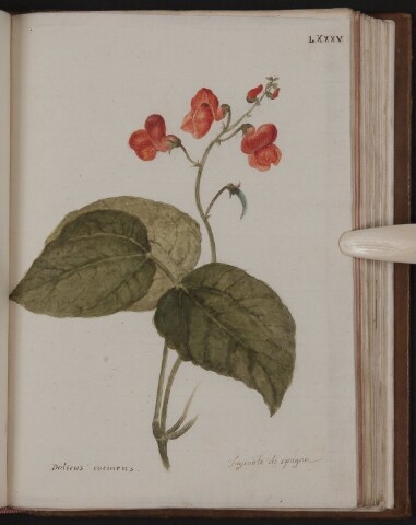 Anteprima dell'oggetto