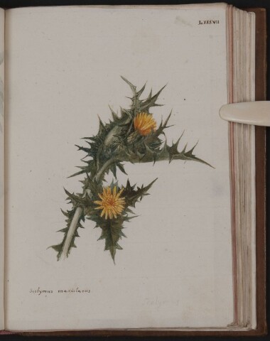 Anteprima dell'oggetto