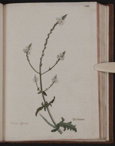 Anteprima dell'oggetto