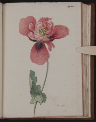 Anteprima dell'oggetto