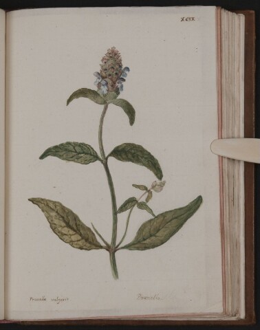 Anteprima dell'oggetto