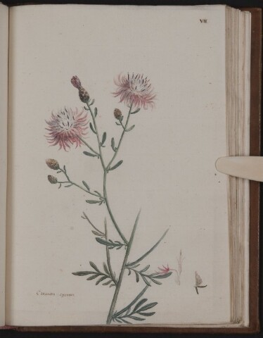 Anteprima dell'oggetto