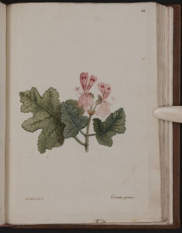 Anteprima dell'oggetto