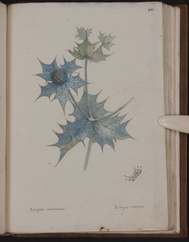 Anteprima dell'oggetto