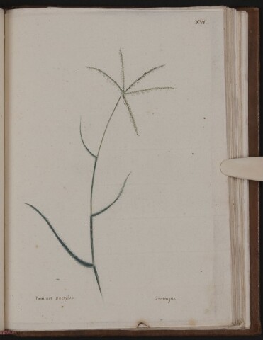 Anteprima dell'oggetto