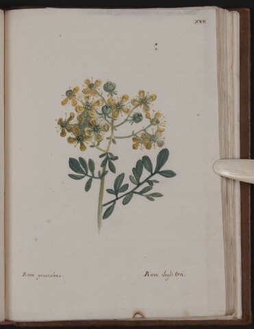 Anteprima dell'oggetto