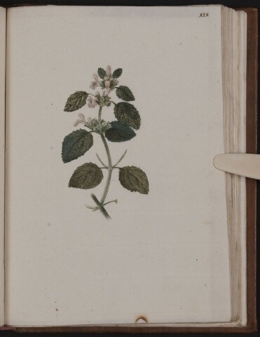 Anteprima dell'oggetto