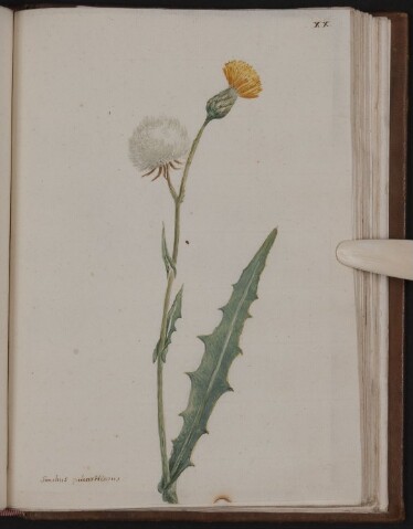 Anteprima dell'oggetto