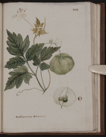 Anteprima dell'oggetto