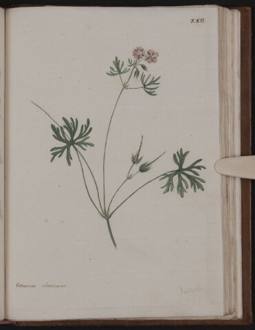 Anteprima dell'oggetto