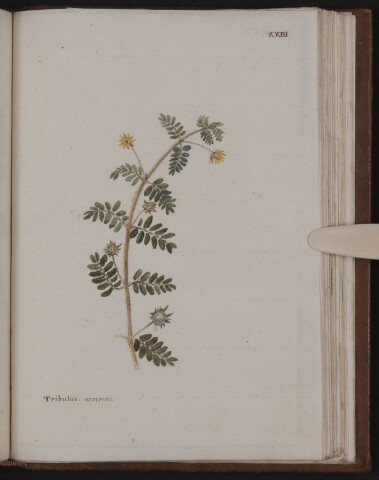 Anteprima dell'oggetto