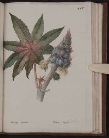 Anteprima dell'oggetto