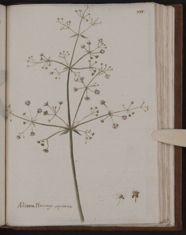 Anteprima dell'oggetto