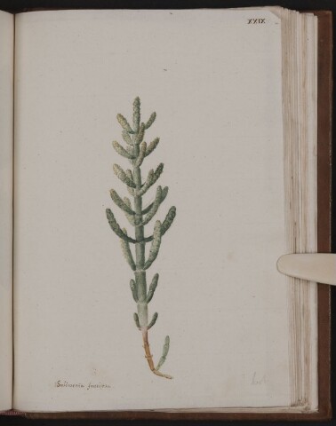 Anteprima dell'oggetto