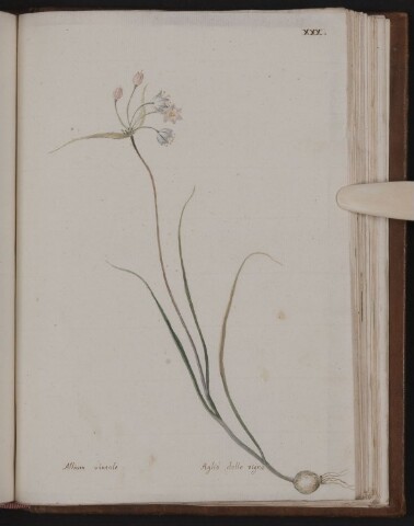 Anteprima dell'oggetto