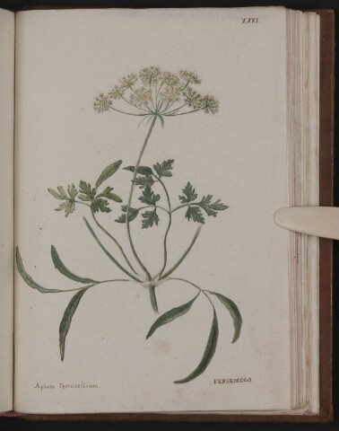 Anteprima dell'oggetto