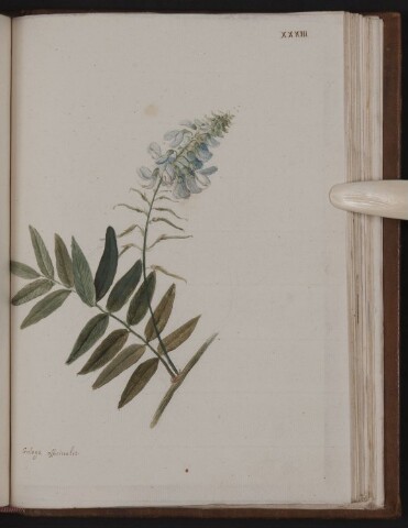 Anteprima dell'oggetto