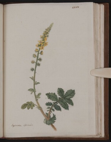 Anteprima dell'oggetto