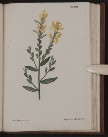 Anteprima dell'oggetto