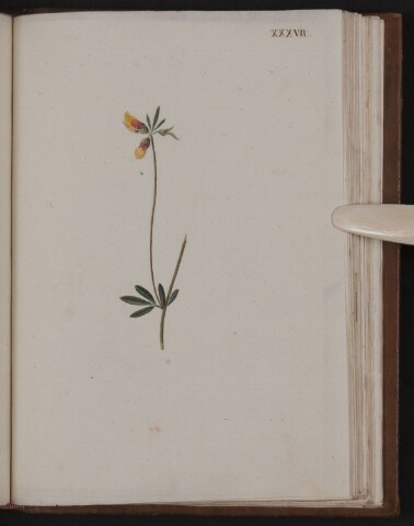 Anteprima dell'oggetto