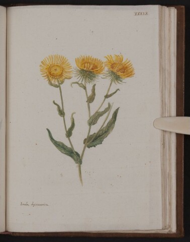 Anteprima dell'oggetto