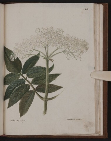 Anteprima dell'oggetto