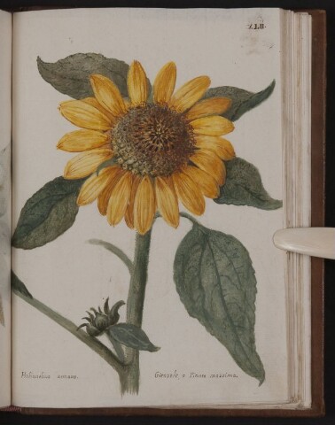 Anteprima dell'oggetto