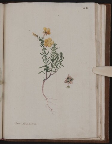 Anteprima dell'oggetto