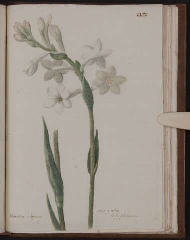 Anteprima dell'oggetto