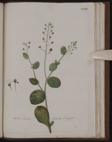 Anteprima dell'oggetto