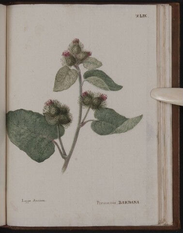 Anteprima dell'oggetto