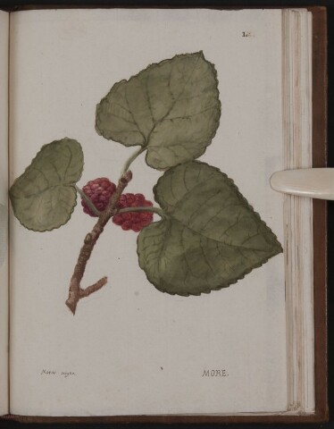 Anteprima dell'oggetto