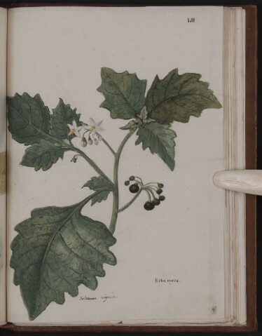 Anteprima dell'oggetto