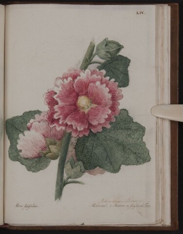 Anteprima dell'oggetto