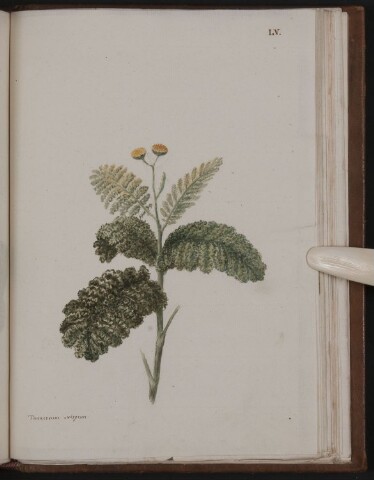 Anteprima dell'oggetto