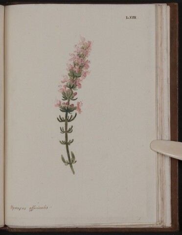 Anteprima dell'oggetto