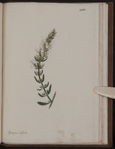 Anteprima dell'oggetto