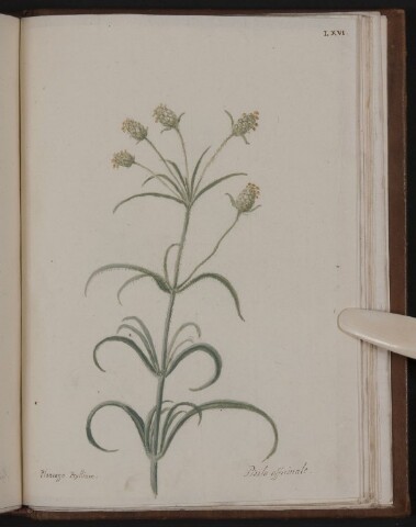 Anteprima dell'oggetto