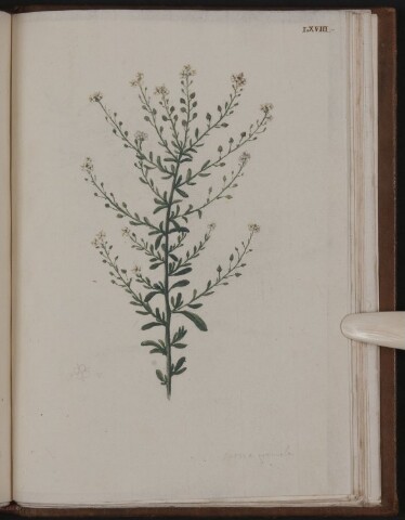 Anteprima dell'oggetto