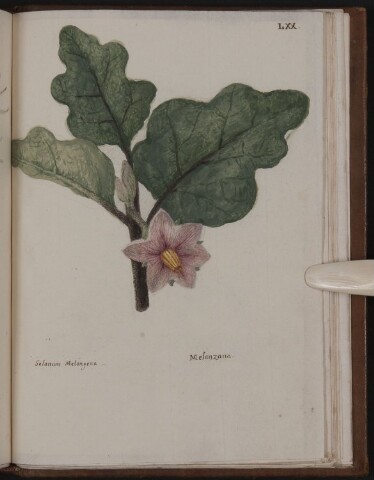 Anteprima dell'oggetto